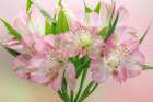 USA, Washington State, Seabeck. Bouquet of alstroemeria flowers. Art Print